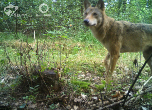 źródł: Hnutí DUHA Olomouc