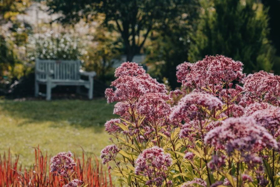 Arboretum Wojsławice. Fot. Alina Metelytsia